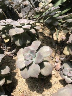 多肉植物
