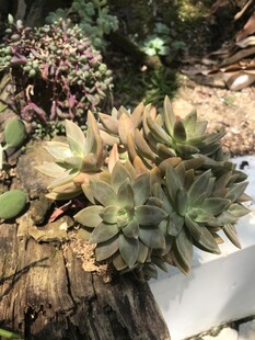 多肉植物盆栽展示