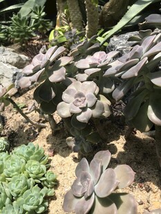多肉植物的户外生长景象