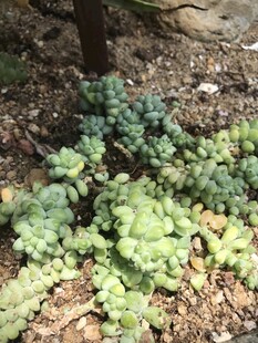 多肉植物