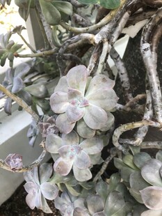 多肉植物绽放美丽花朵