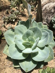 大型玉蝶多肉植物