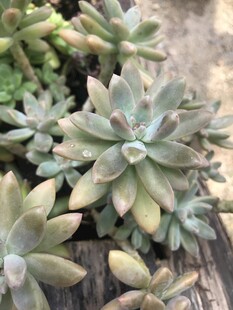 可爱多肉植物