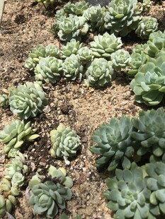 多肉植物盆栽景观