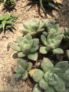 可爱多肉植物生长于沙地