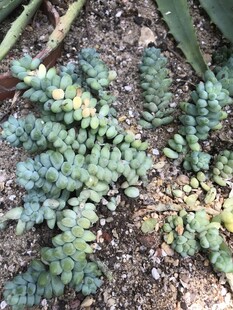 多肉植物
