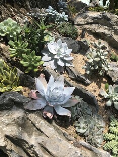 多肉植物景观