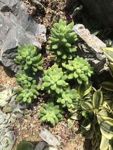 石缝中的翠绿多肉植物
