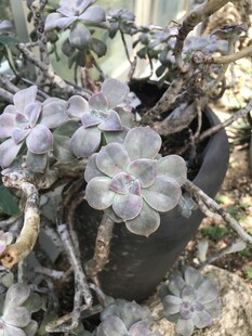 灰紫色多肉植物盆栽