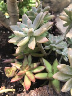可爱多肉植物盆栽特写