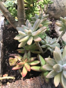 多肉植物簇拥生长