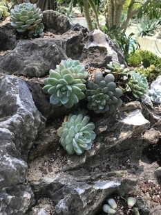 岩石间的多肉植物景观