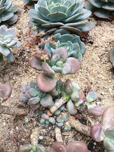 可爱多肉植物生机满满