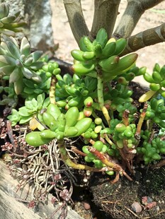 可爱多肉植物展示