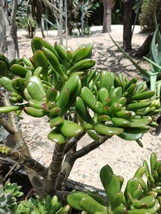 翠绿多肉植物盆景