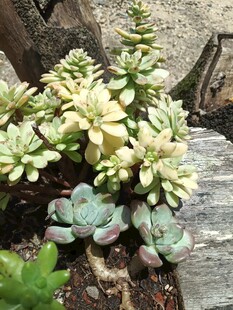 多彩多肉植物生机盎然