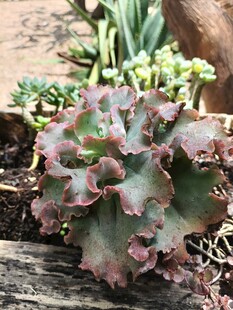 独特多肉植物特写