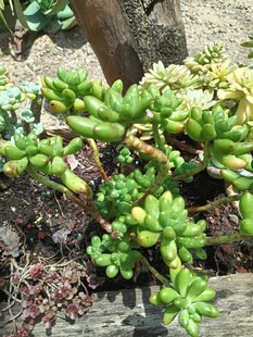 可爱多肉植物生机满满