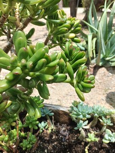 多样多肉植物景观