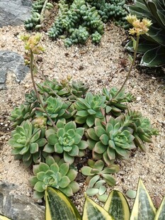 多彩多肉植物生机盎然