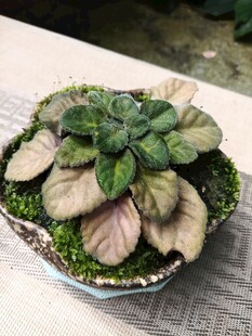 精致盆栽绿植