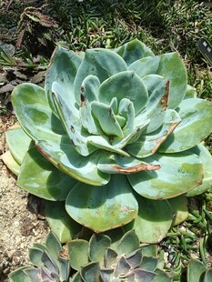 翠绿多肉植物特写