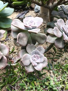 可爱多肉植物生机满满