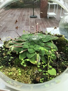 精致玻璃容器中的绿植景观