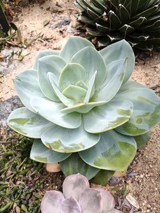 清新多肉植物