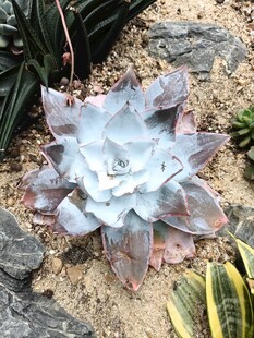 蓝灰色多肉植物