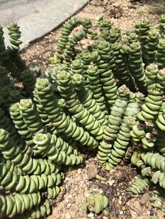 螺旋状多肉植物