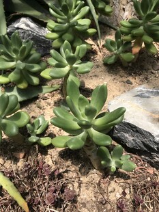 可爱多肉植物生长状态