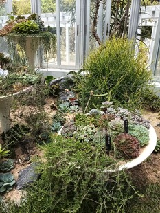 精致多肉植物景观