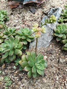 户外生长的多肉植物群