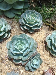 多肉植物群植景观