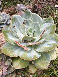 翠绿多肉植物