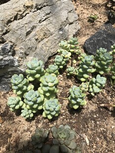 石缝中的多肉植物