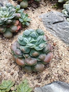 可爱多肉植物