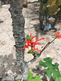 树干旁的艳丽红色花朵