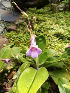 紫色单花绿植