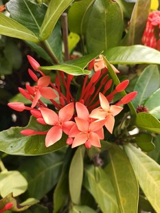 鲜艳红色花卉绿叶相伴