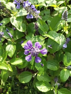 绿叶丛中的紫色小花