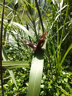 绿叶间的艳丽花朵
