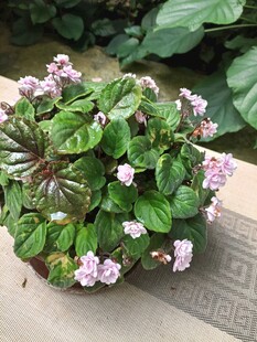 粉色花朵的绿植盆栽