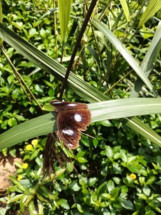 奇特兜兰绽放绿叶间