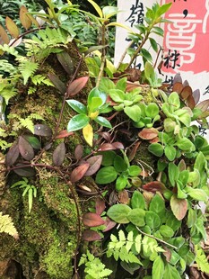 繁茂蕨类植物与苔藓景观