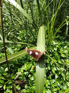 绿叶上的蝴蝶