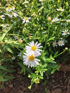 白色雏菊绽放于绿叶间