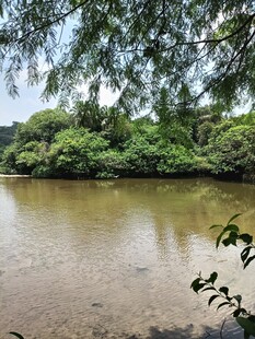 宁静河畔绿树环绕的景致