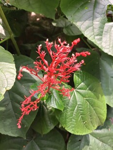 艳丽红穗花